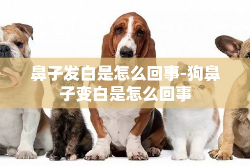 鼻子發白是怎么回事-狗鼻子變白是怎么回事