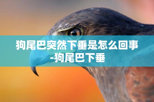 狗尾巴突然下垂是怎么回事-狗尾巴下垂