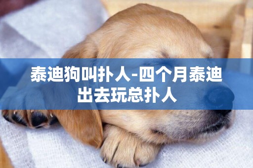 泰迪狗叫撲人-四個月泰迪出去玩總撲人