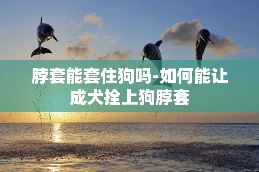 脖套能套住狗嗎-如何能讓成犬拴上狗脖套