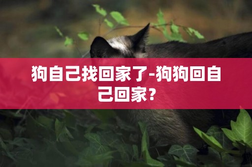 狗自己找回家了-狗狗回自己回家？
