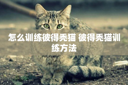 怎么訓練彼得禿貓 彼得禿貓訓練方法