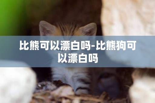 比熊可以漂白嗎-比熊狗可以漂白嗎