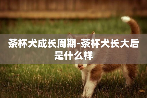 茶杯犬成長周期-茶杯犬長大后是什么樣