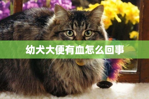 幼犬大便有血怎么回事
