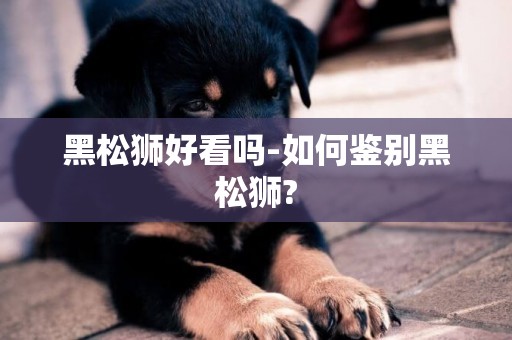 黑松獅好看嗎-如何鑒別黑松獅?