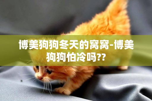 博美狗狗冬天的窩窩-博美狗狗怕冷嗎??