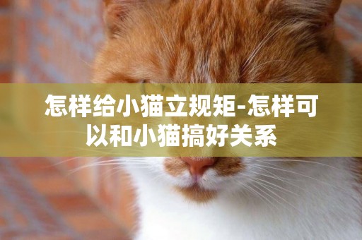 怎樣給小貓立規矩-怎樣可以和小貓搞好關系