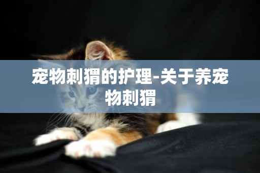 寵物刺猬的護理-關于養寵物刺猬
