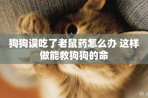 狗狗誤吃了老鼠藥怎么辦 這樣做能救狗狗的命