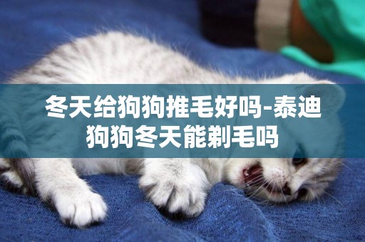 冬天給狗狗推毛好嗎-泰迪狗狗冬天能剃毛嗎