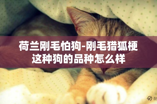 荷蘭剛毛怕狗-剛毛獵狐梗這種狗的品種怎么樣