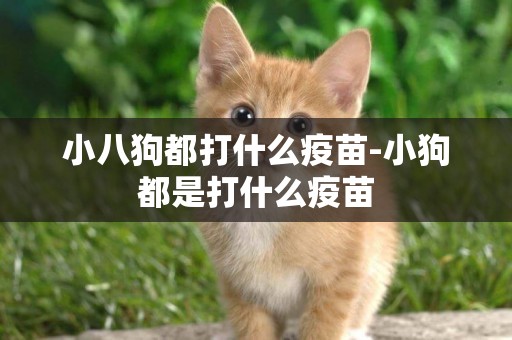小八狗都打什么疫苗-小狗都是打什么疫苗