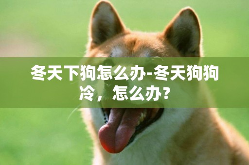 冬天下狗怎么辦-冬天狗狗冷，怎么辦？