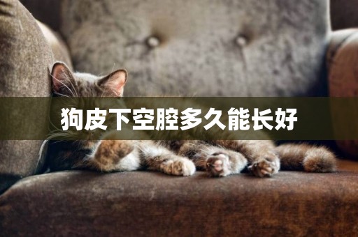 狗皮下空腔多久能長好