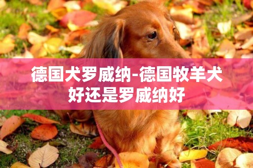 德國犬羅威納-德國牧羊犬好還是羅威納好