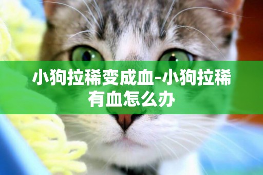 小狗拉稀變成血-小狗拉稀有血怎么辦