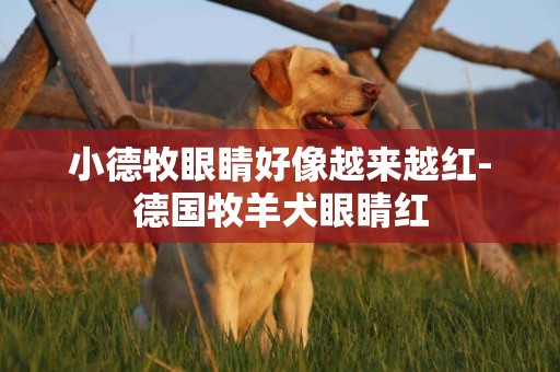 小德牧眼睛好像越來越紅-德國牧羊犬眼睛紅