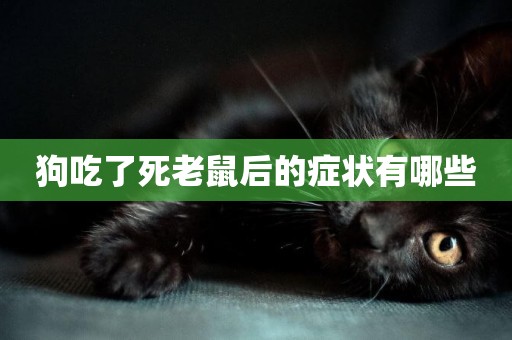 狗吃了死老鼠后的癥狀有哪些