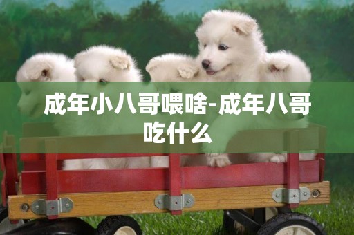 成年小八哥喂啥-成年八哥吃什么