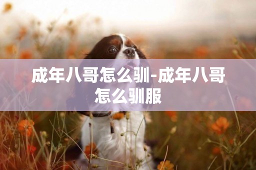 成年八哥怎么馴-成年八哥怎么馴服