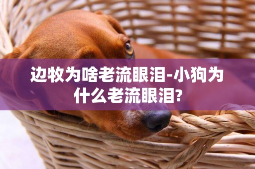 邊牧為啥老流眼淚-小狗為什么老流眼淚?