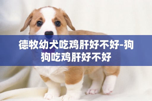 德牧幼犬吃雞肝好不好-狗狗吃雞肝好不好