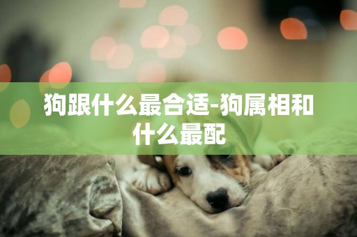 狗跟什么最合適-狗屬相和什么最配