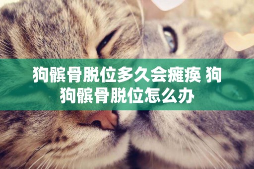 狗髕骨脫位多久會癱瘓 狗狗髕骨脫位怎么辦