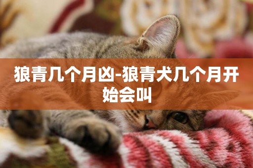 狼青幾個月兇-狼青犬幾個月開始會叫