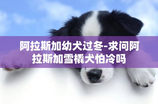 阿拉斯加幼犬過冬-求問阿拉斯加雪橇犬怕冷嗎