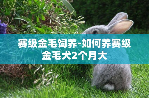 賽級金毛飼養-如何養賽級金毛犬2個月大