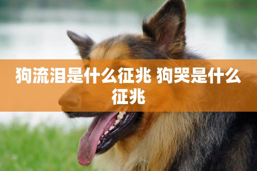狗流淚是什么征兆 狗哭是什么征兆