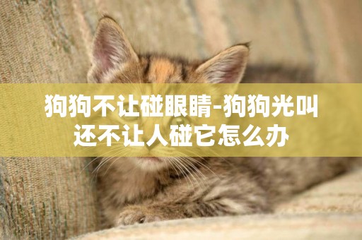 狗狗不讓碰眼睛-狗狗光叫還不讓人碰它怎么辦