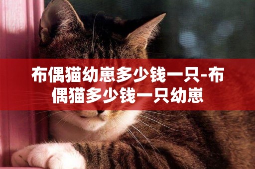 布偶貓幼崽多少錢一只-布偶貓多少錢一只幼崽
