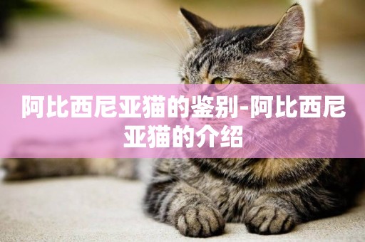 阿比西尼亞貓的鑒別-阿比西尼亞貓的介紹