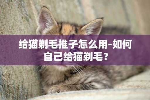 給貓剃毛推子怎么用-如何自己給貓剃毛？