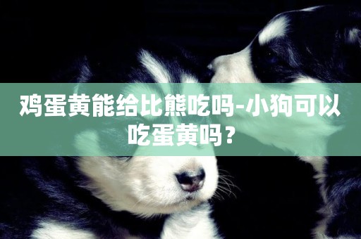 雞蛋黃能給比熊吃嗎-小狗可以吃蛋黃嗎？