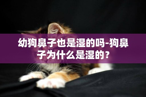 幼狗鼻子也是濕的嗎-狗鼻子為什么是濕的？