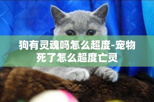 狗有靈魂嗎怎么超度-寵物死了怎么超度亡靈