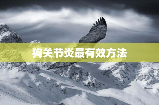 狗關節炎最有效方法