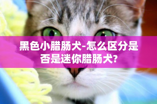 黑色小臘腸犬-怎么區分是否是迷你臘腸犬?