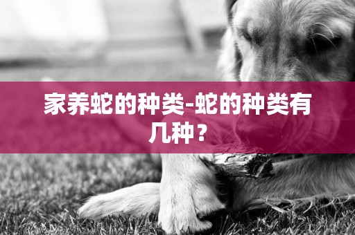 家養蛇的種類-蛇的種類有幾種？