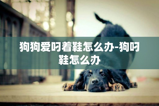 狗狗愛叼著鞋怎么辦-狗叼鞋怎么辦