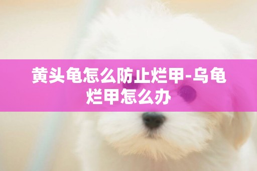 黃頭龜怎么防止爛甲-烏龜爛甲怎么辦