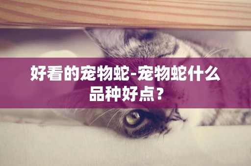 好看的寵物蛇-寵物蛇什么品種好點？