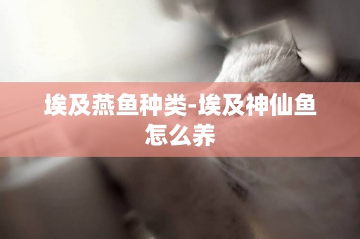 埃及燕魚種類-埃及神仙魚怎么養