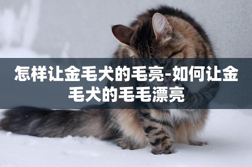 怎樣讓金毛犬的毛亮-如何讓金毛犬的毛毛漂亮