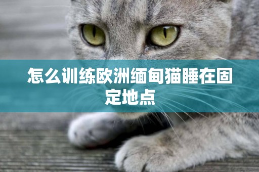 怎么訓練歐洲緬甸貓睡在固定地點