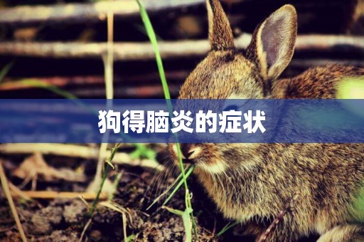狗得腦炎的癥狀